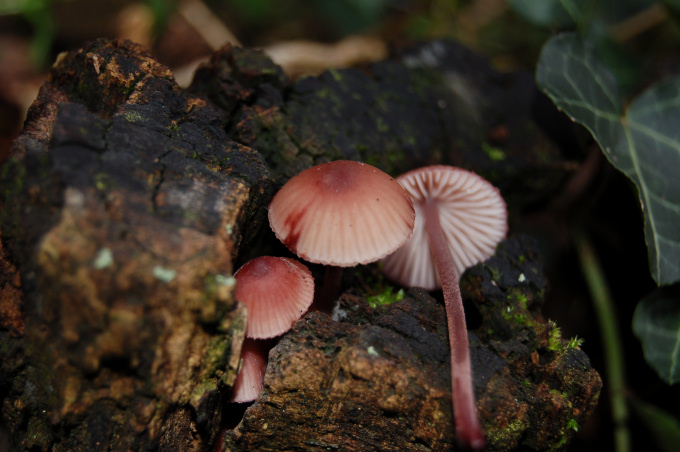 Fungo a lamelle su legno